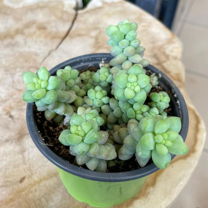 Jak zadbać o sedum burrito – meksykański sukulent w Twoim ogrodzie?