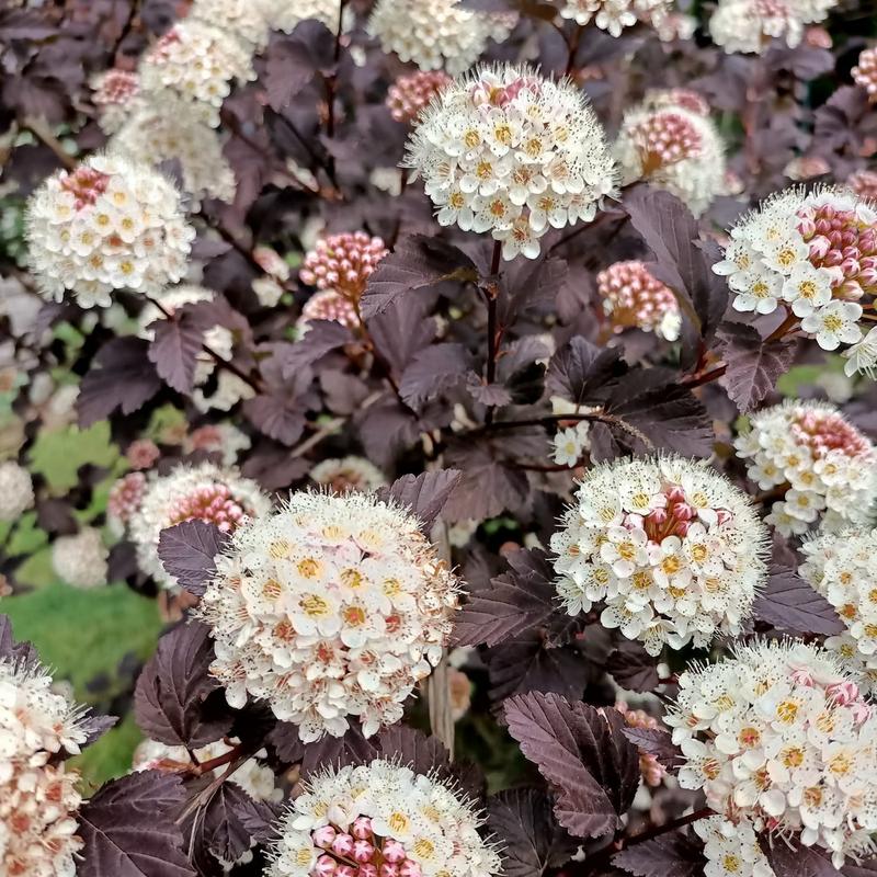 Jakie rośliny wybrać obok pęcherznicy? Inspirujące kompozycje i aranżacje z innymi roślinami