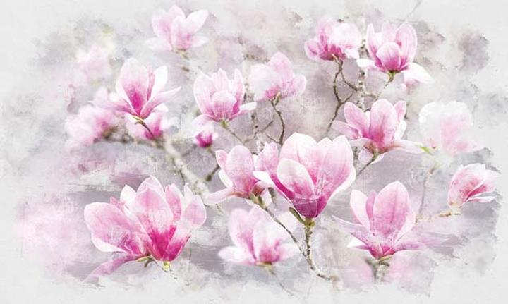 Kiedy magnolia kwitnie i dlaczego czasami nie zachwyca swym rozkwitem?