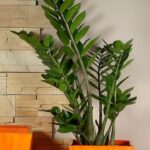 Kwiaty do ciemnego przedpokoju – jakie rośliny ożywią Twój przestronny hall?