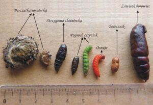 Najgroźniejsze szkodniki i choroby sosny – poznaj pięć najczęstszych zagrożeń