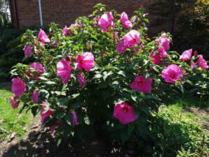 Najlepsze rośliny i krzewy do aranżacji z hibiskusem w ogrodzie