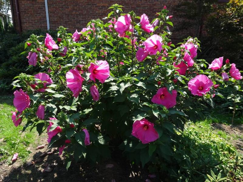 Najlepsze rośliny i krzewy do aranżacji z hibiskusem w ogrodzie
