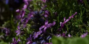 Piękne rośliny i kwiaty, które doskonale rosną w cieniu