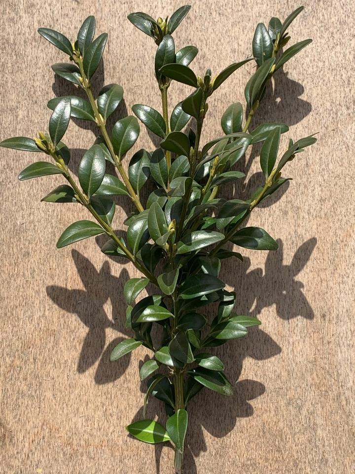 Bezpieczne wykorzystanie bukszpanu