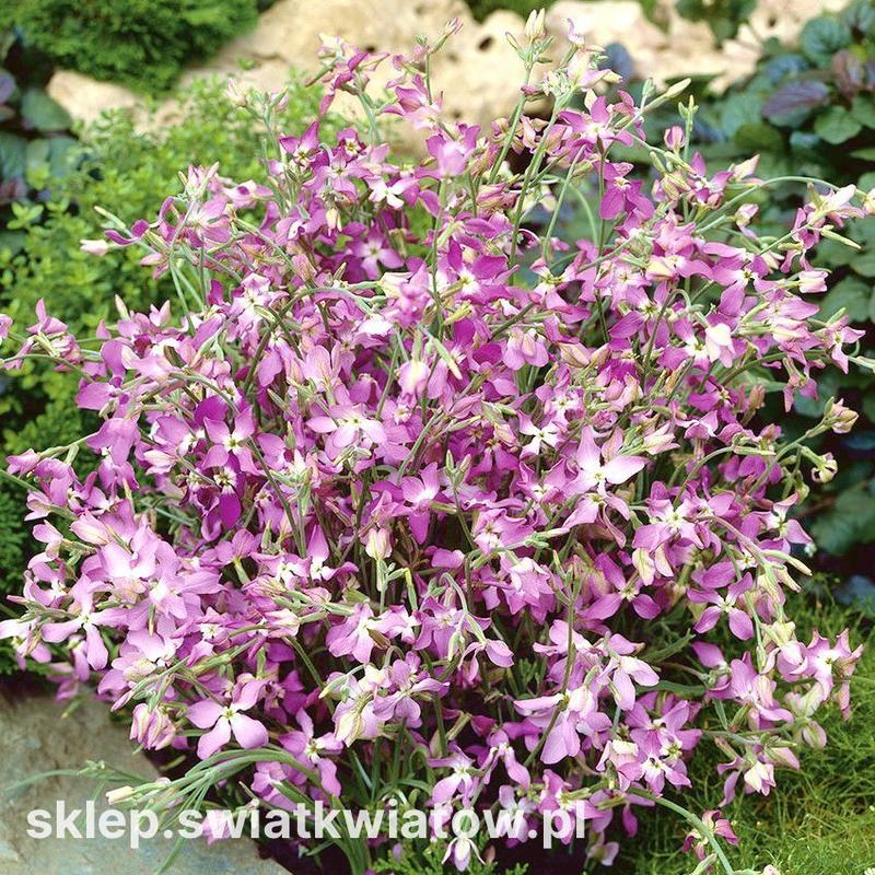 Choroby roślin ogrodowych