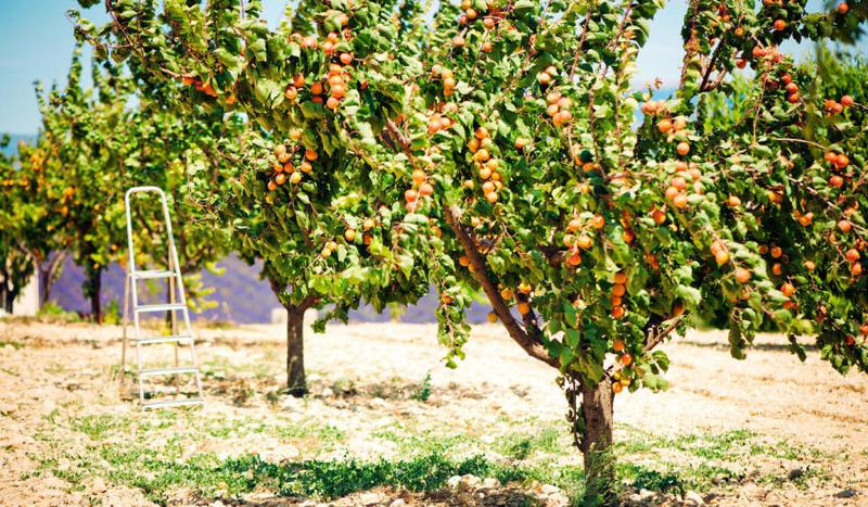 Cięcie drzew owocowych