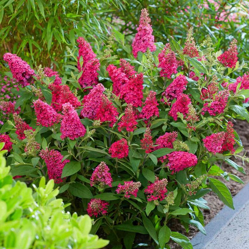 Częstotliwość nawożenia budlei