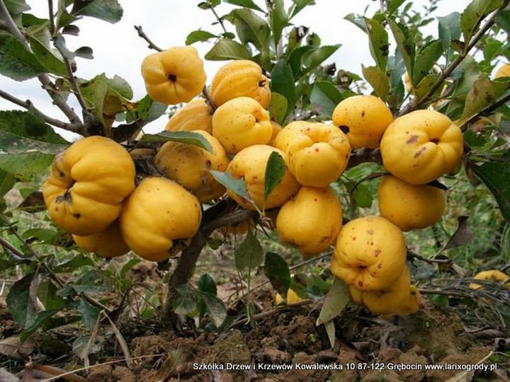 Czynniki jakości pigwy