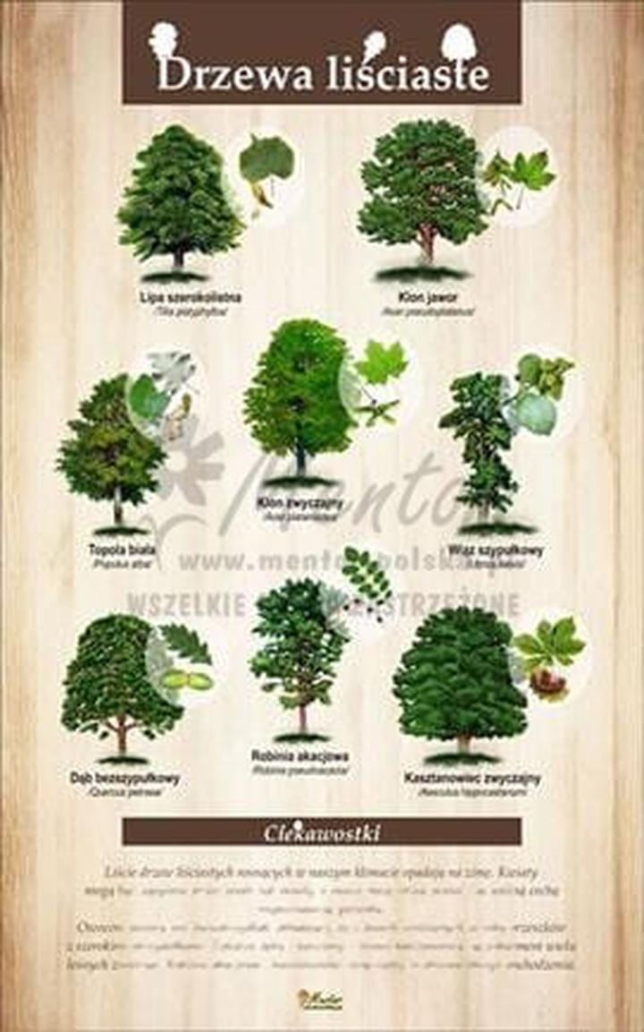 Drzewa liściaste w Polsce