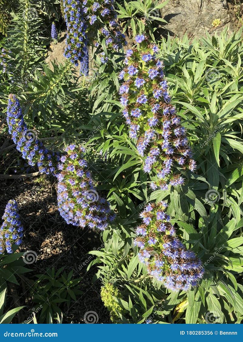 Fioletowe kwiaty wiosenne