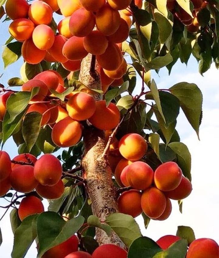 Formowanie drzewka moreli