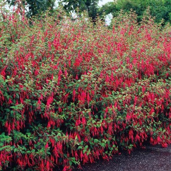 Fuksja wiosenne przygotowanie