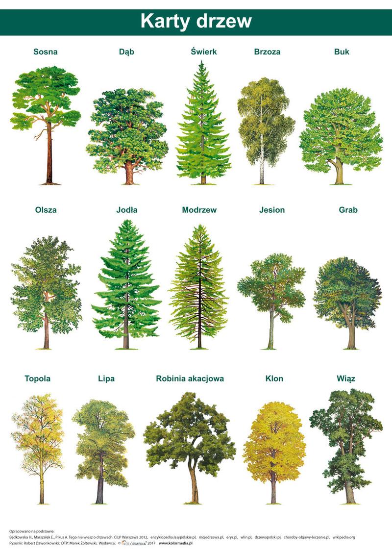 Gatunki drzew liściastych