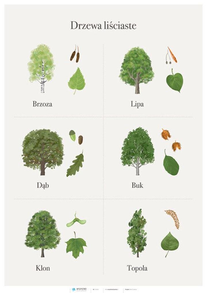 Gatunki drzew liściastych