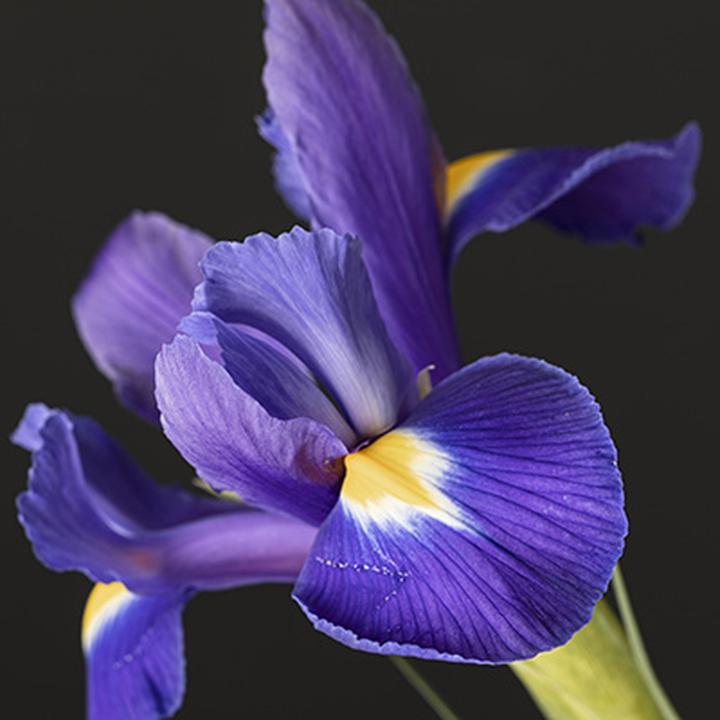 Kompozycje ogrodowe z fioletowymi kwiatami