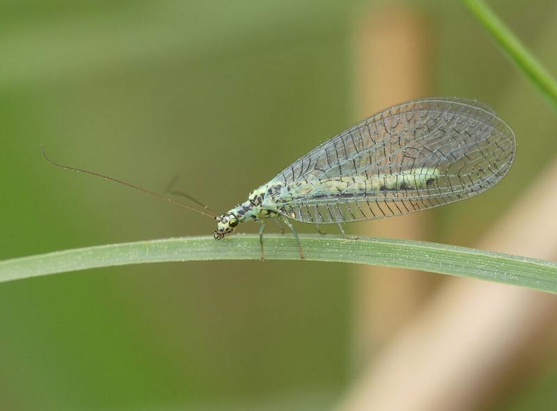Naturalny sprzymierzeniec przeciw insektom