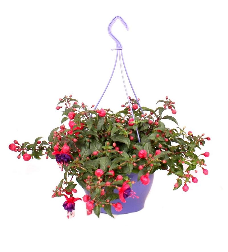 Nawożenie fuksji na wiosnę