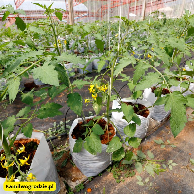 Nawożenie pomidorów