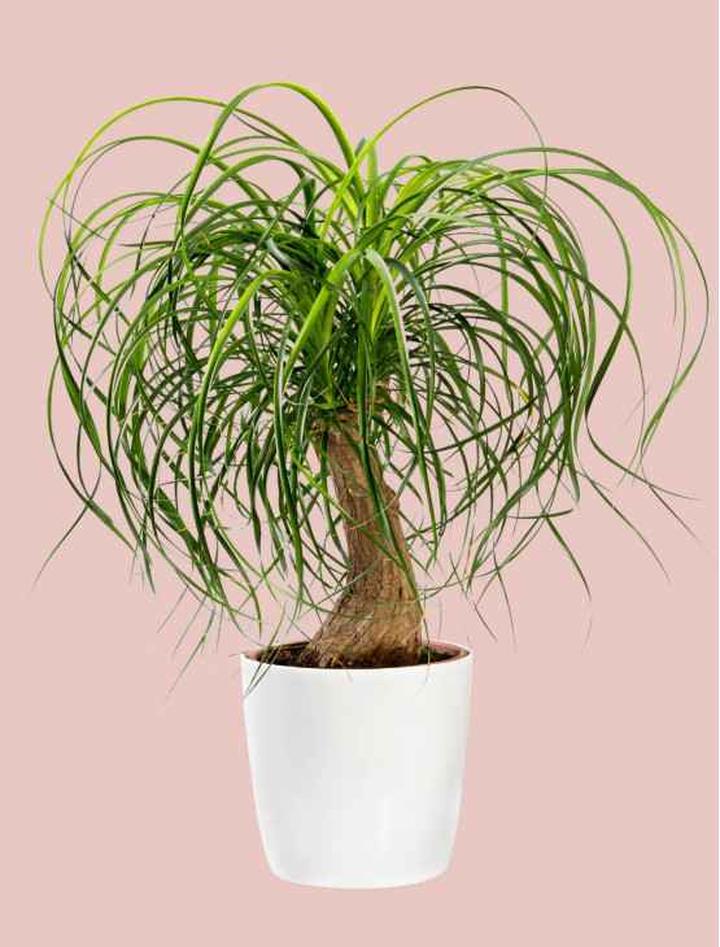 Noliny warunki świetlne