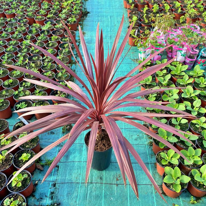 Ochrona kordyliny przed przymrozkami