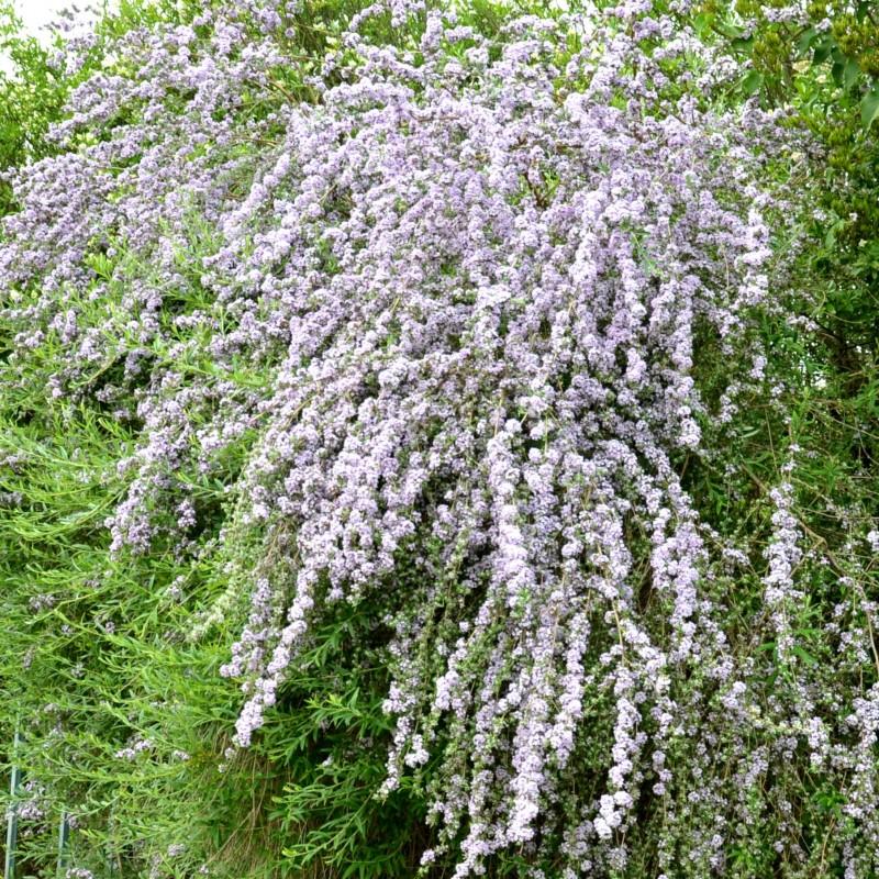 Odporność roślin na choroby