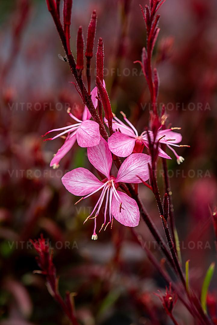 Odżywianie gaura po zimie