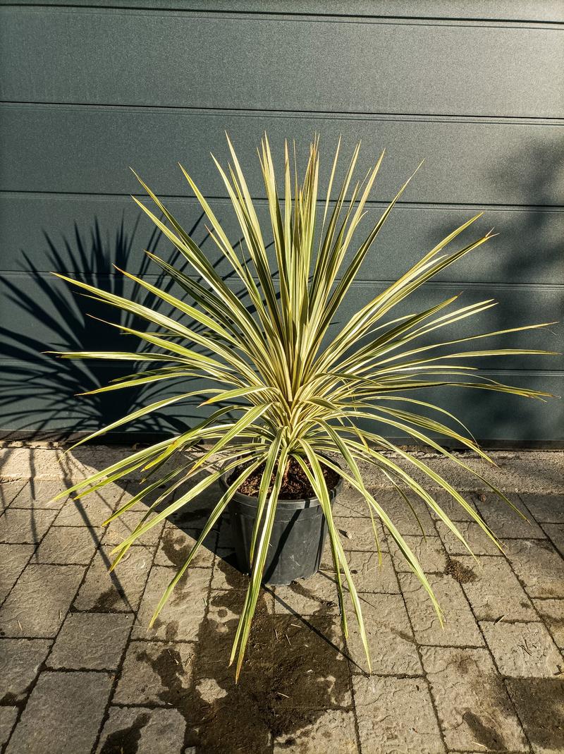 Optymalne warunki dla kordyliny