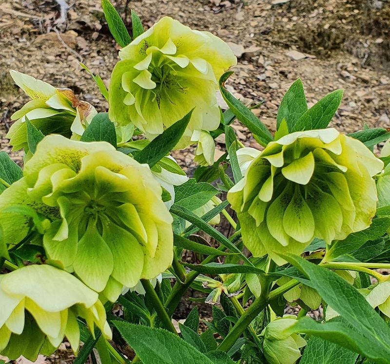 Pielęgnacja ciemierników