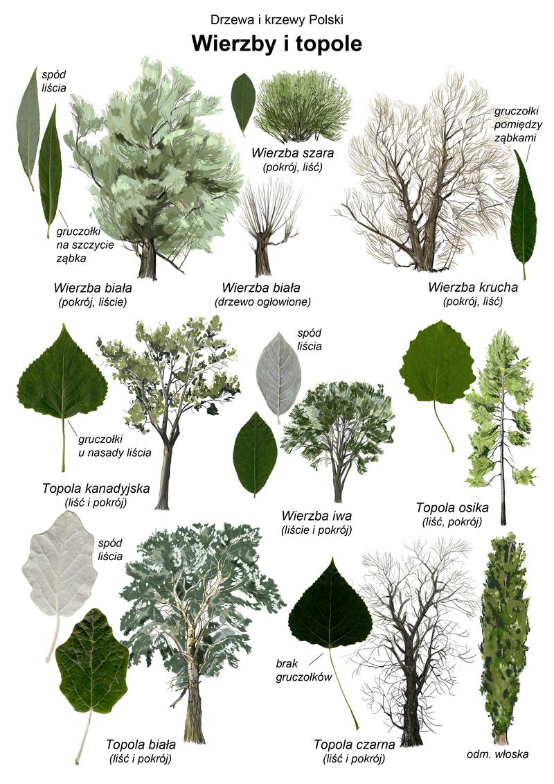 Pielęgnacja drzew przy granicy