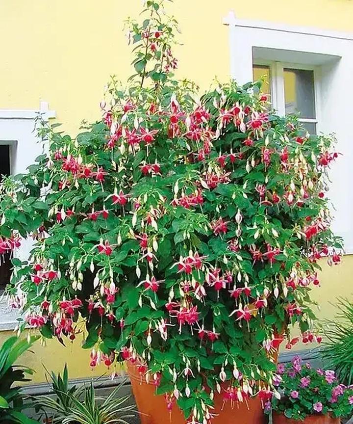 Pielęgnacja fuksji w zimie