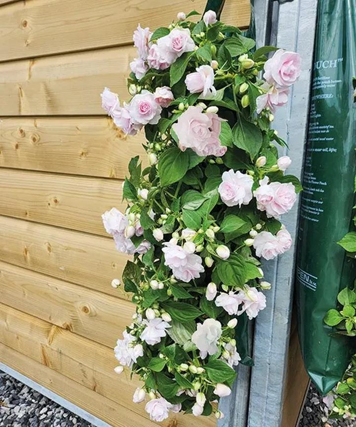 Pielęgnacja niecierpków