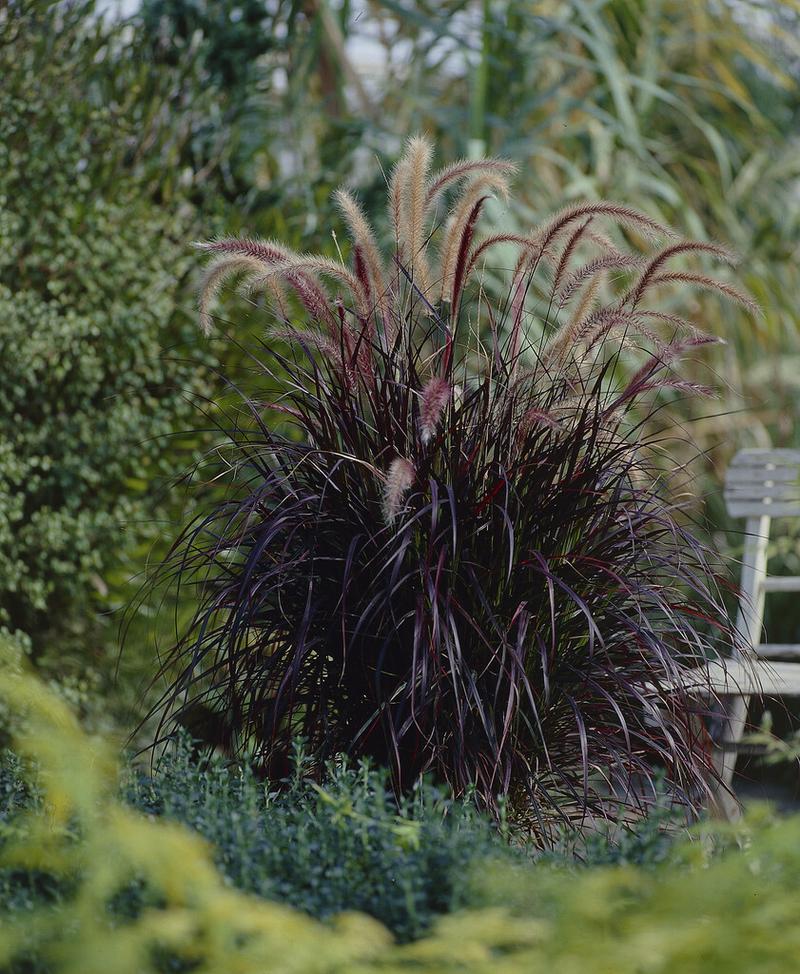 Pielęgnacja traw ozdobnych