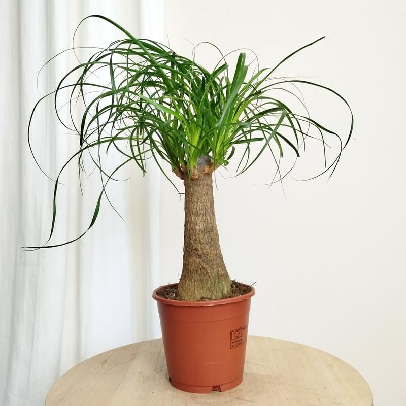 Podlewanie roślin domowych