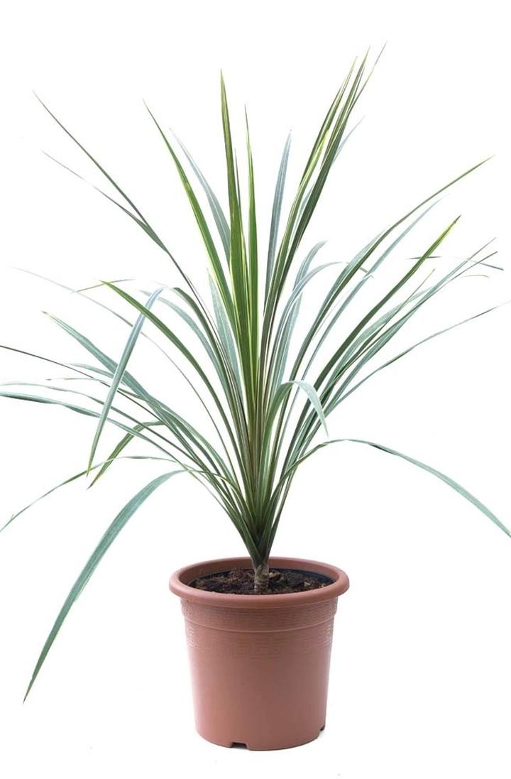 Problemy w uprawie kordyliny