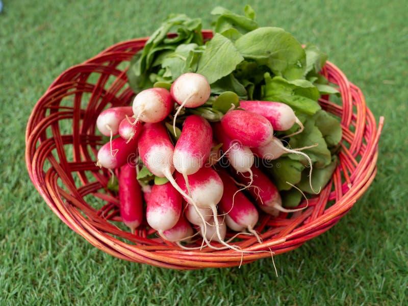 Przechowywanie rzodkiewek