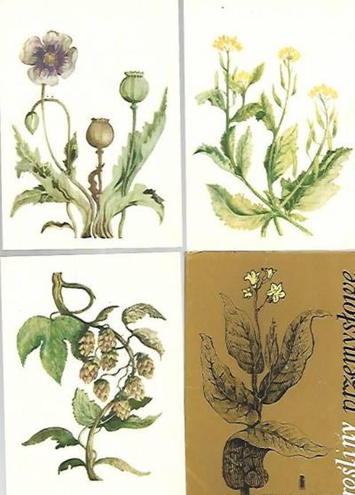 Rośliny alimentacyjne