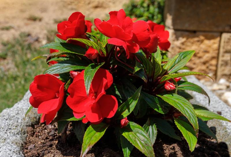 Rozdzaje niecierpków