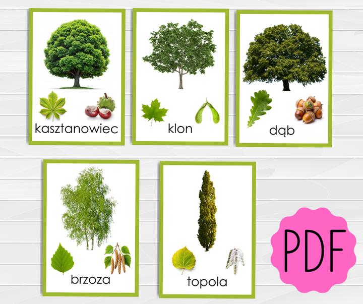 Rozpoznawanie drzew liściastych