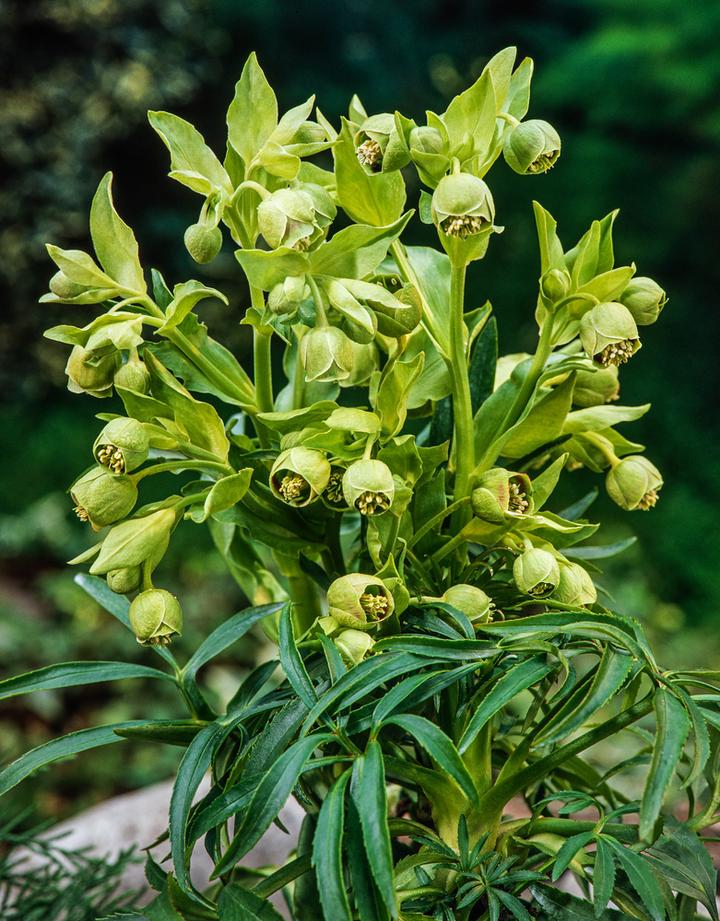 Sadzenie ciemierników