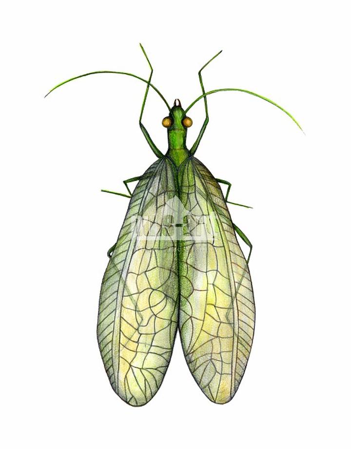 Sekrety życia złotooka