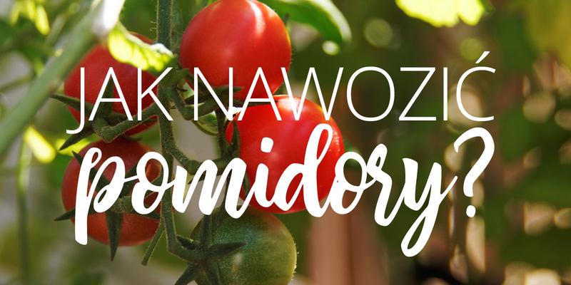 Składniki odżywcze pomidorów