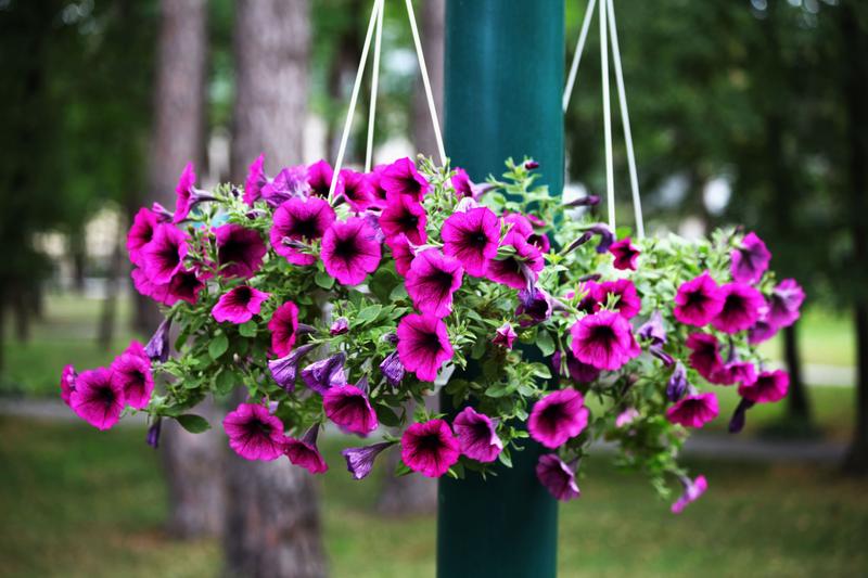 Techniki uszczykiwania petunii