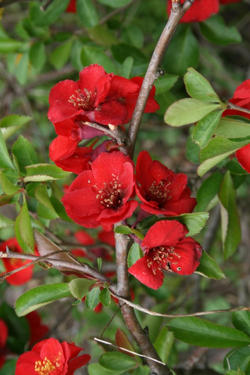 Techniki zbioru pigwy