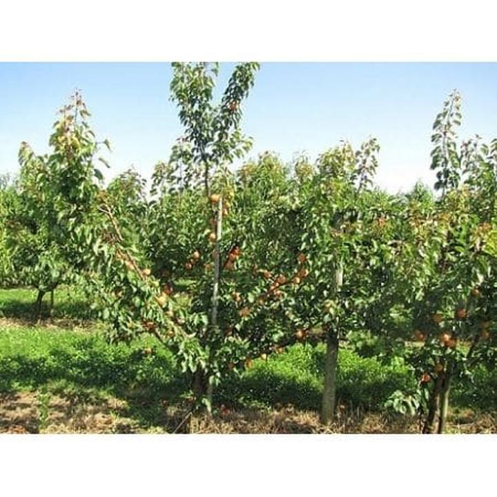 Terminy przycinania moreli