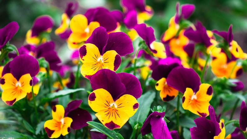 Uprawa bratków ogrodowych