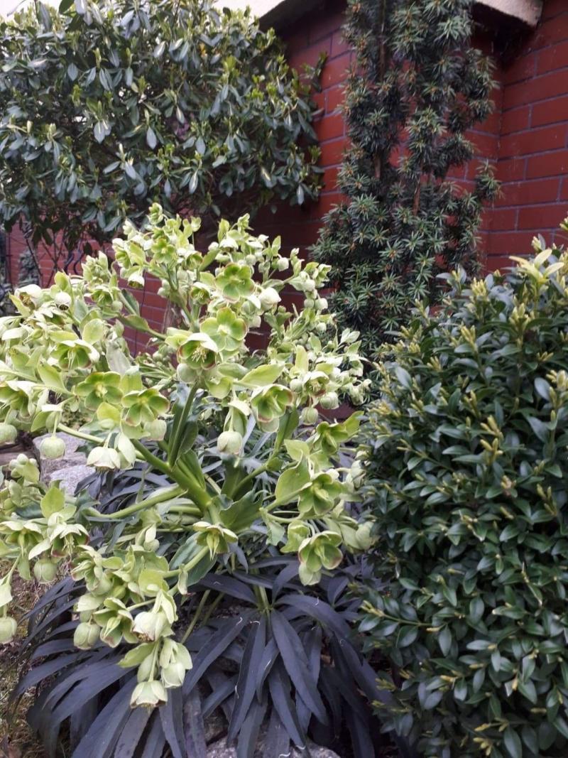 Uprawa ciemierników