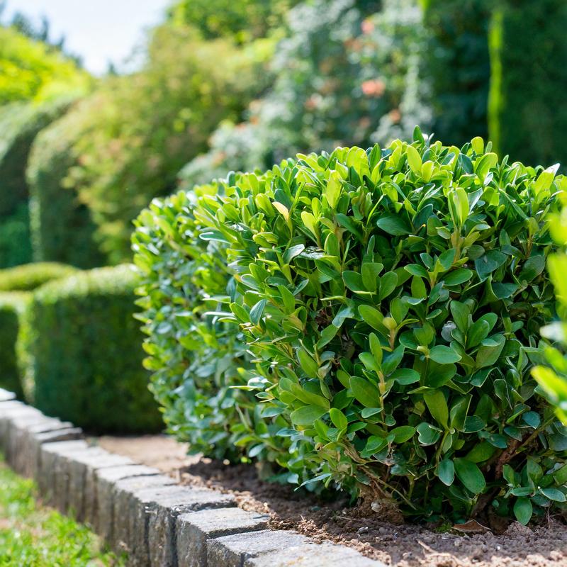 Właściwości zdrowotne bukszpanu