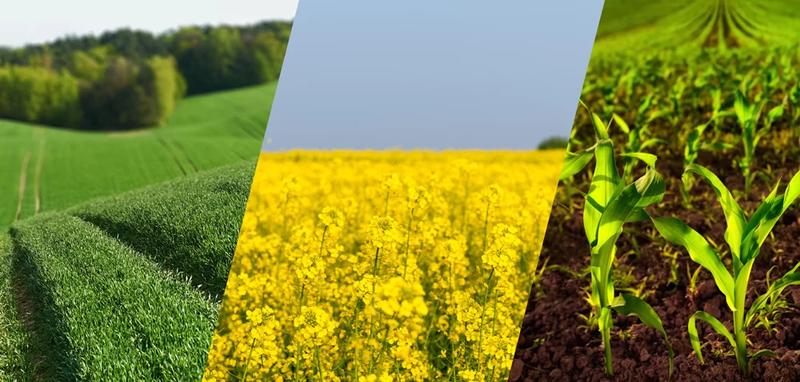 Znaczenie roślin w diecie