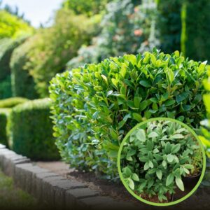 Bukszpan – zagrożenie czy zdrowotny skarb? Odkrywamy jego właściwości i toksyczność